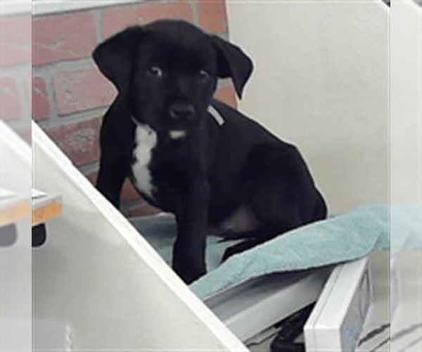 Medium Photo #4 Labrottie Puppy For Sale in Lakewood, CO, USA