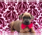 Small Photo #4 Cane Corso Puppy For Sale in CLAY, PA, USA