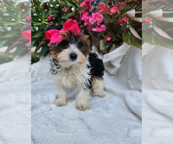 Medium Photo #6 Yorkshire Terrier Puppy For Sale in INDIANAPOLIS, IN, USA