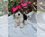 Small #5 Yorkshire Terrier