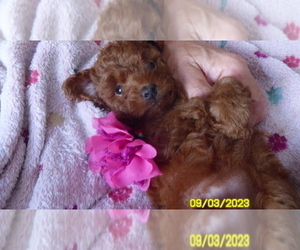 Poodle (Toy) Puppy for sale in DULUTH, GA, USA