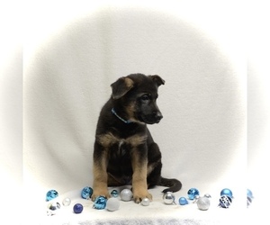 German Shepherd Dog Puppy for Sale in MAYSVILLE, Missouri USA