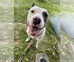 Small #3 American Pit Bull Terrier Mix