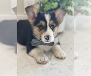 Pembroke Welsh Corgi Puppy for sale in CENTRALIA, IL, USA