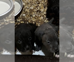 American Bully Puppy for sale in BALTIMORE, MD, USA