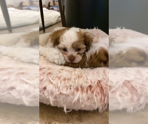 Maltipoo Puppy for sale in STERLING HEIGHTS, MI, USA