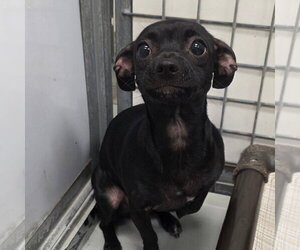 Chihuahua Dogs for adoption in Chico, CA, USA