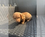 Small #4 Dachshund