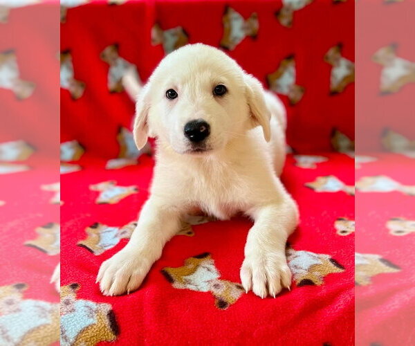Medium Photo #4 Great Pyrenees-Unknown Mix Puppy For Sale in Osgood, IN, USA