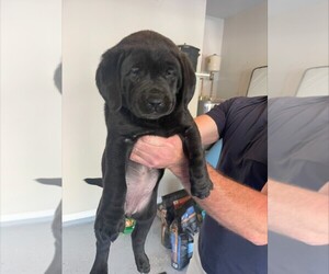 Labrador Retriever Puppy for sale in TRUSSVILLE, AL, USA
