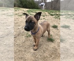 Small Photo #2 Belgian Malinois Puppy For Sale in BLACK MOUNTAIN, NC, USA
