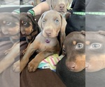 Small Photo #15 Doberman Pinscher Puppy For Sale in PITTSBURGH, PA, USA