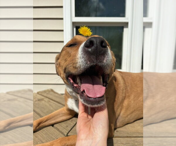 Medium Photo #19 American Staffordshire Terrier-Unknown Mix Puppy For Sale in Brewster, NY, USA