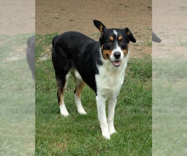 Medium Photo #1 Australian Shepherd-Unknown Mix Puppy For Sale in Plano, TX, USA