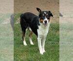 Small Australian Shepherd Mix