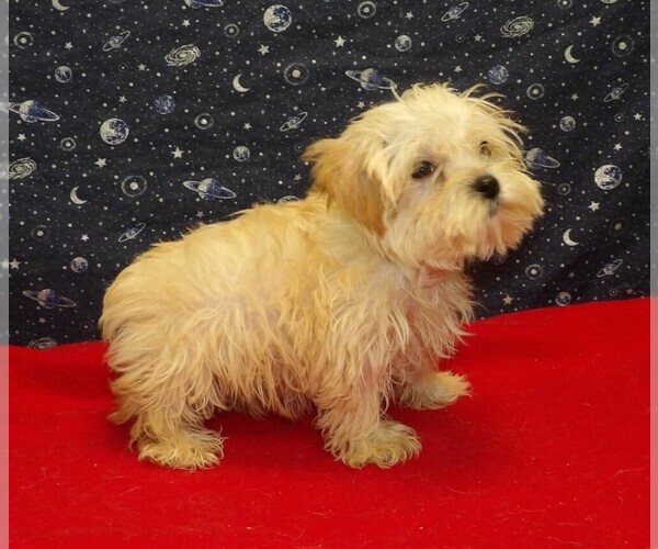 Medium Photo #4 Morkie Puppy For Sale in PATERSON, NJ, USA