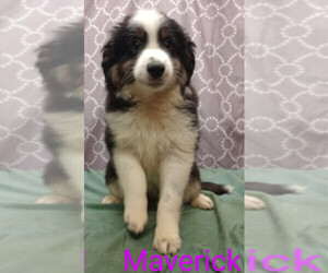 Miniature Australian Shepherd Puppy for sale in CAMPBELL, MN, USA