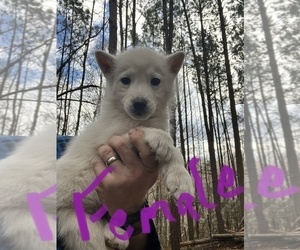 Siberian Husky Puppy for sale in WILLIAMSBURG, VA, USA