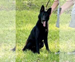 German Shepherd Dog Dogs for adoption in Montgomery, AL, USA