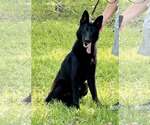 Small German Shepherd Dog
