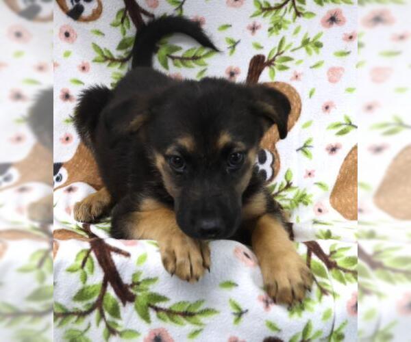 Medium Photo #1 Mutt Puppy For Sale in Thief River Falls, MN, USA