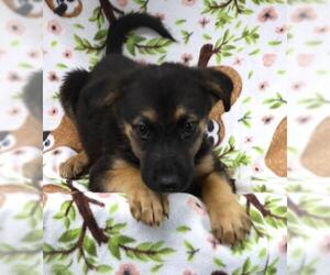 Mutt Dogs for adoption in Thief River Falls, MN, USA