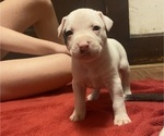 Puppy Puppy 2 American Pit Bull Terrier