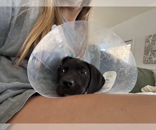 Medium Photo #8 Labrador Retriever-Unknown Mix Puppy For Sale in San Diego, CA, USA