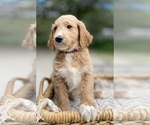 Small Photo #2 Goldendoodle Puppy For Sale in SAN ANTONIO, TX, USA