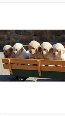 Golden Retriever Puppy for sale in WILLIAMSBURG, KY, USA