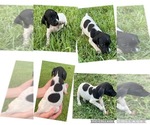 Small Photo #1 German Shorthaired Pointer Puppy For Sale in MORTON, MS, USA