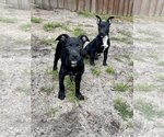 Small Photo #2 Labrador Retriever-Unknown Mix Puppy For Sale in Derwood, MD, USA