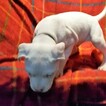 Small Photo #137 Dogo Argentino Puppy For Sale in JANE, MO, USA