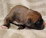 Small Photo #10 Boxer Puppy For Sale in JOLIET, IL, USA