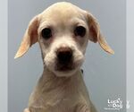 Small #1 Mutt