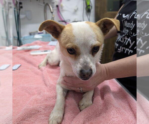 Medium Photo #1 Chihuahua-Unknown Mix Puppy For Sale in Chico, CA, USA