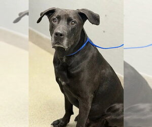 Rottweiler-Unknown Mix Dogs for adoption in Las Vegas, NV, USA