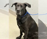 BALTHAZAR - Male Rottweiler-Unknown Mix Dog for Adoption - Small photo