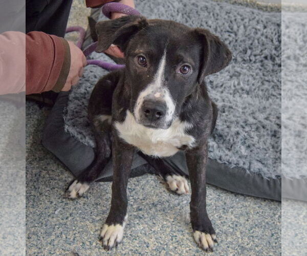 Medium Photo #2 American Staffordshire Terrier-Unknown Mix Puppy For Sale in Huntley, IL, USA