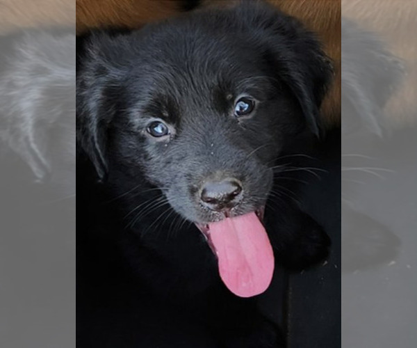 Medium Photo #1 Golden Shepherd Puppy For Sale in MODESTO, CA, USA