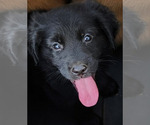 Small Photo #1 Golden Shepherd Puppy For Sale in MODESTO, CA, USA