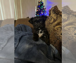 Puppy Joy Yorkshire Terrier