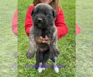 Mastiff Puppy for sale in COEBURN, VA, USA