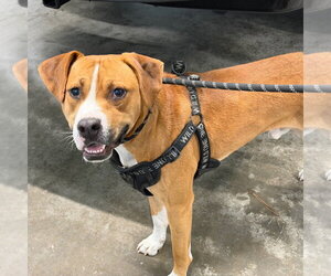 Mutt Dogs for adoption in Tarboro, NC, USA