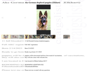 German Shepherd Dog Puppy for sale in ELKHART, IN, USA