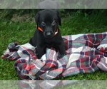 Small #1 Labrador Retriever