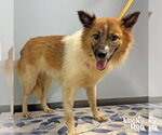 Small #1 Mutt