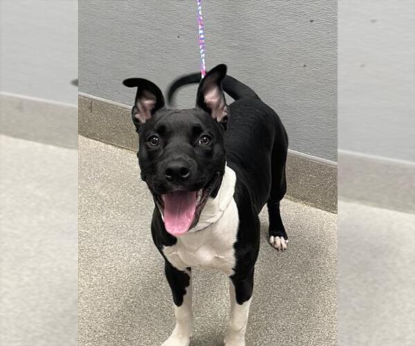 Medium Photo #1 American Pit Bull Terrier-Unknown Mix Puppy For Sale in Las Vegas, NV, USA