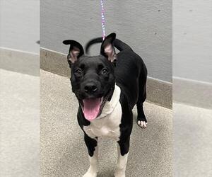 American Pit Bull Terrier-Unknown Mix Dogs for adoption in Las Vegas, NV, USA