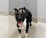 Small American Pit Bull Terrier Mix